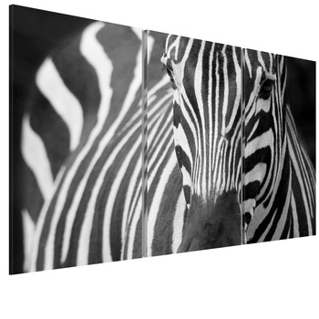 Tablou canvas 3 piese - Doamna Zebra - 90 x 60 cm Tablou canvas 3 piese - Doamna Zebra - 90 x 60 cm