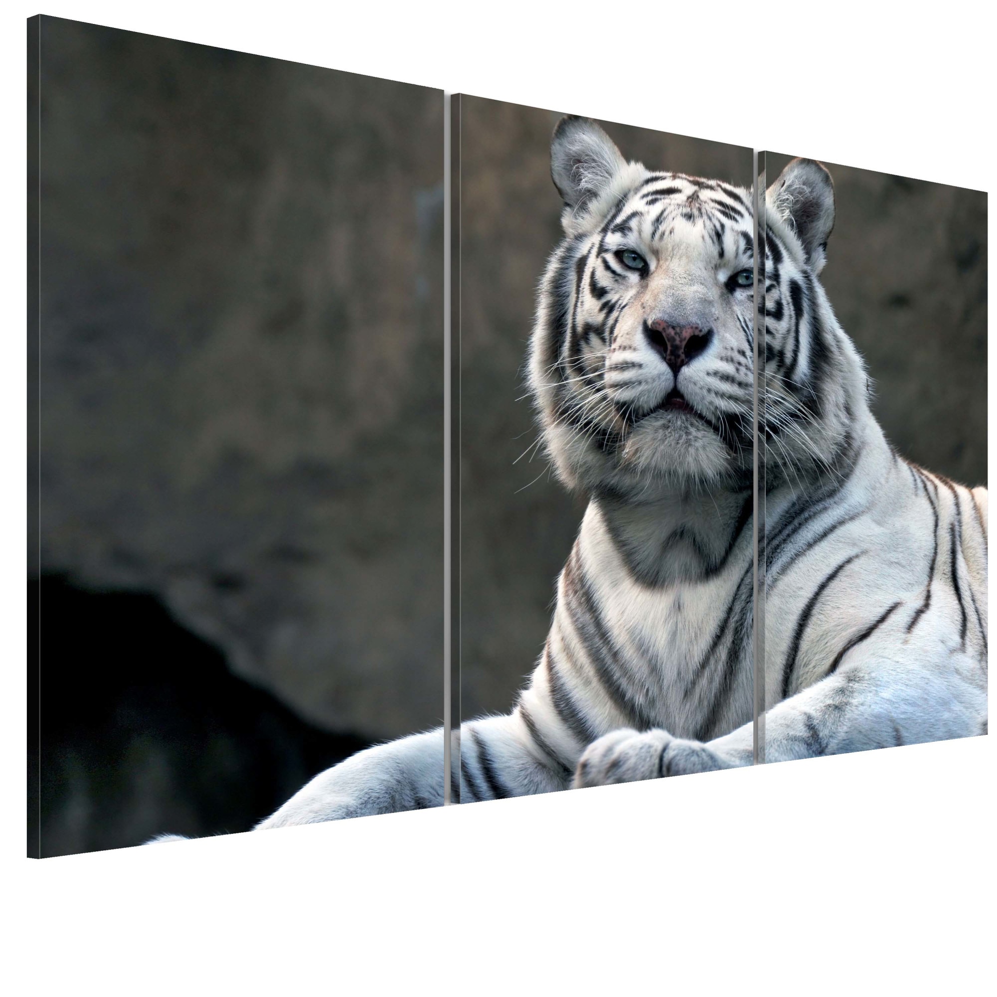 Tablou canvas 3 piese - Tigru alb - 90 x 60 cm