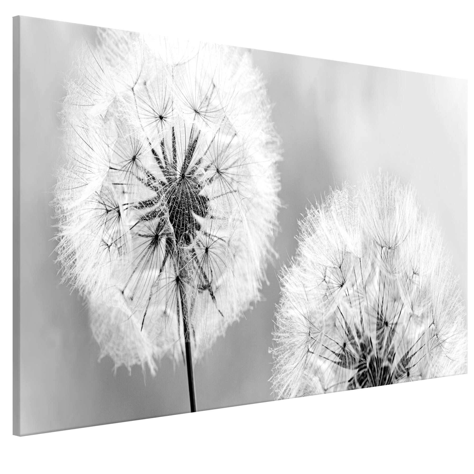 Tablou canvas - Dandelions pufoase Grey Wide - 100 x 45 cm