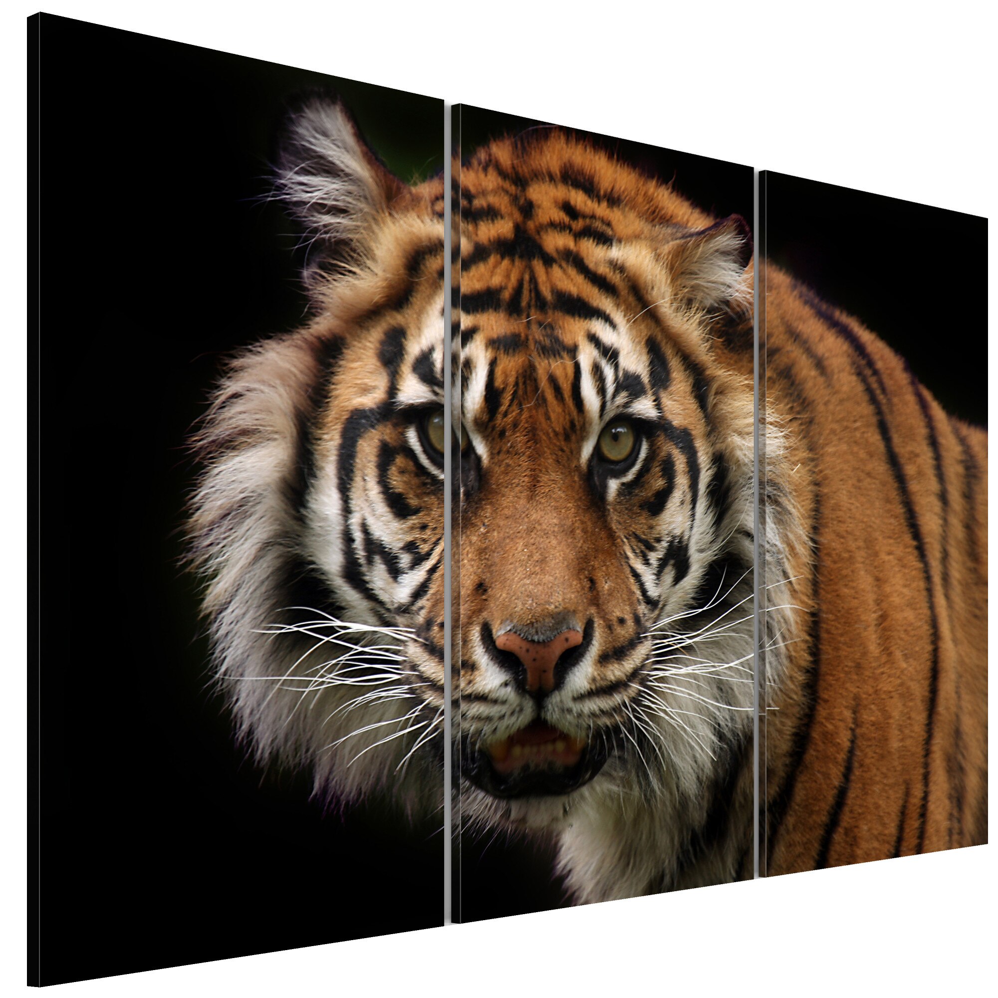 Tablou canvas 3 piese - Tigrul Awild - 90 x 60 cm