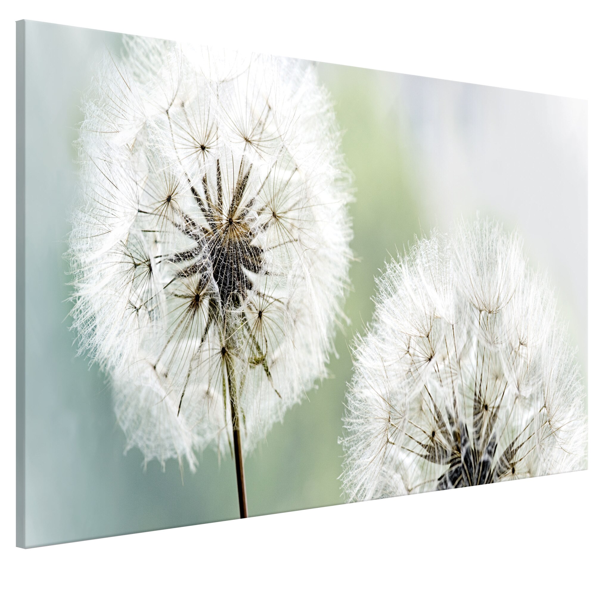 Tablou canvas - Dandelions pufoase Green Wide - 100 x 45 cm