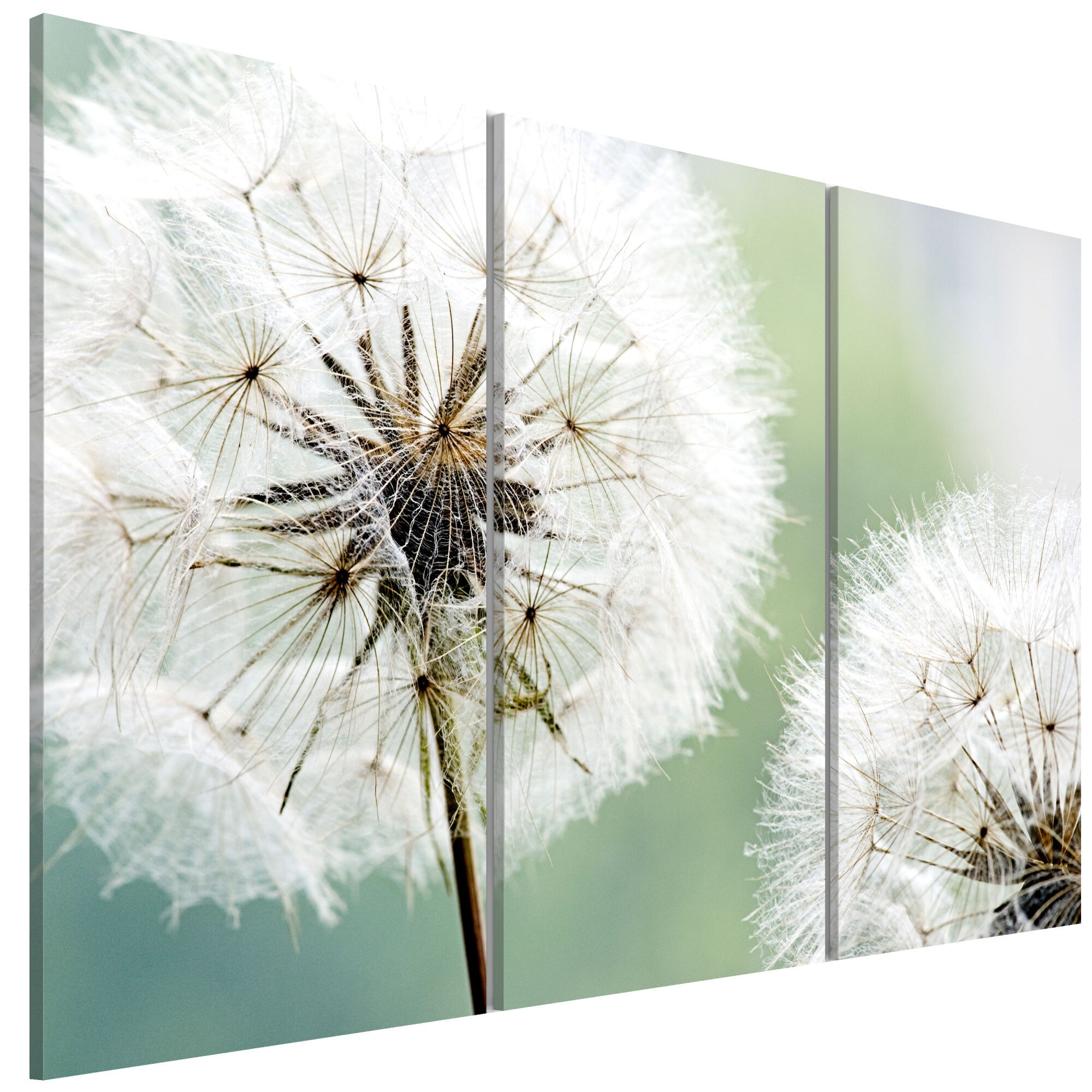 Tablou canvas 3 piese - Papadia pufoasa - 90 x 60 cm