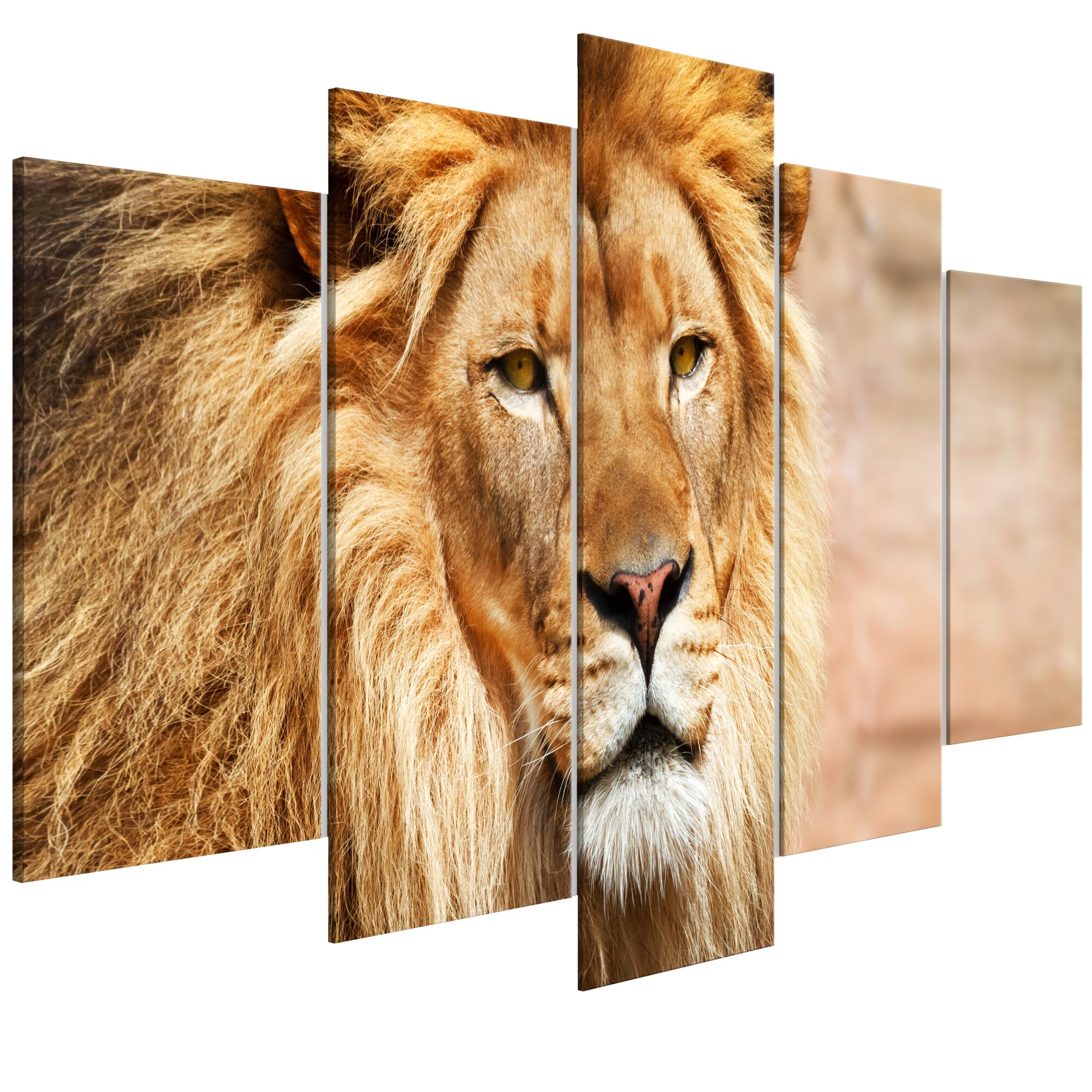 Tablou canvas 5 piese - Regele fiarelor portocaliu larg - 100 x 50 cm