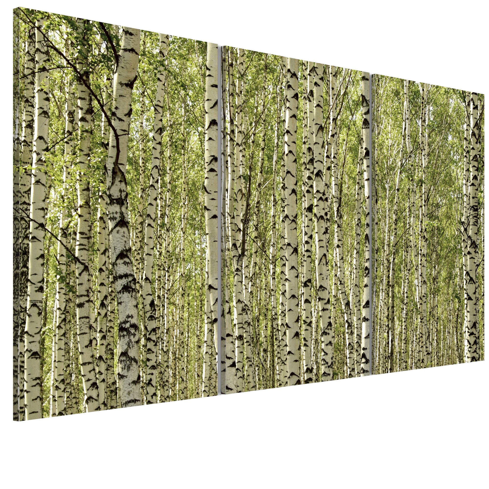 Tablou canvas 3 piese - O padure de mesteacan - 60 x 40 cm