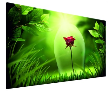 Tablou canvas - Trandafir magic - 60 x 40 cm