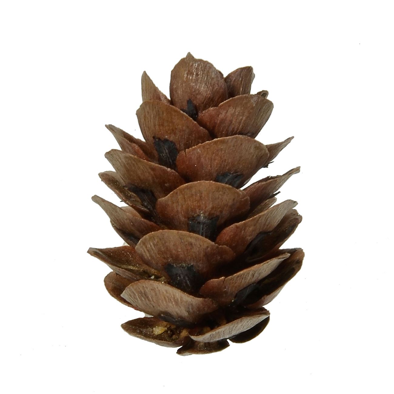 Set 50 conuri brad de Craciun decorative, DecorCasa, 3 cm