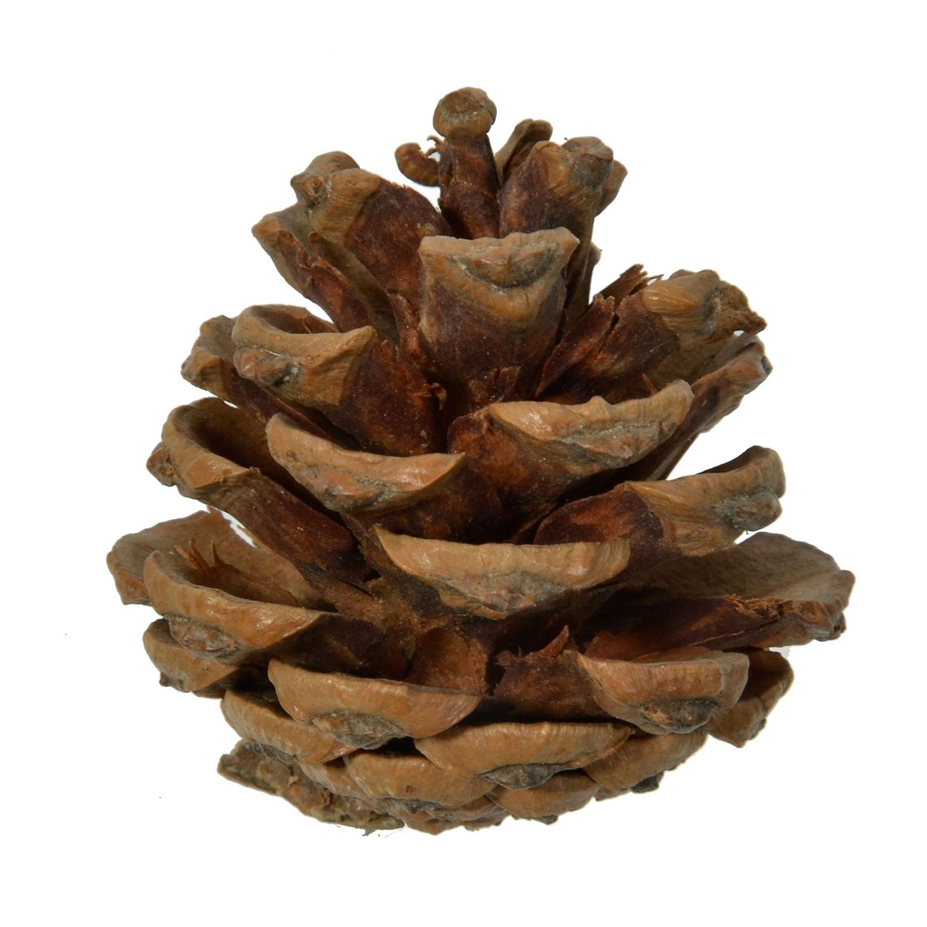 Set 20 conuri brad decorative de Craciun in culoare naturala, DecorCasa, 5 cm