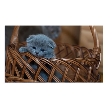 Covor Baie Impermeabil PVC Pui de pisica gri cu ochi albastri in cos Art Factory, 50 x 70 cm Covor Baie Impermeabil PVC Pui de pisica gri cu ochi albastri in cos Art Factory, 50 x 70 cm
