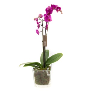 Planta Orhidee 2 Tije In Cub De Sticla Emag Ro
