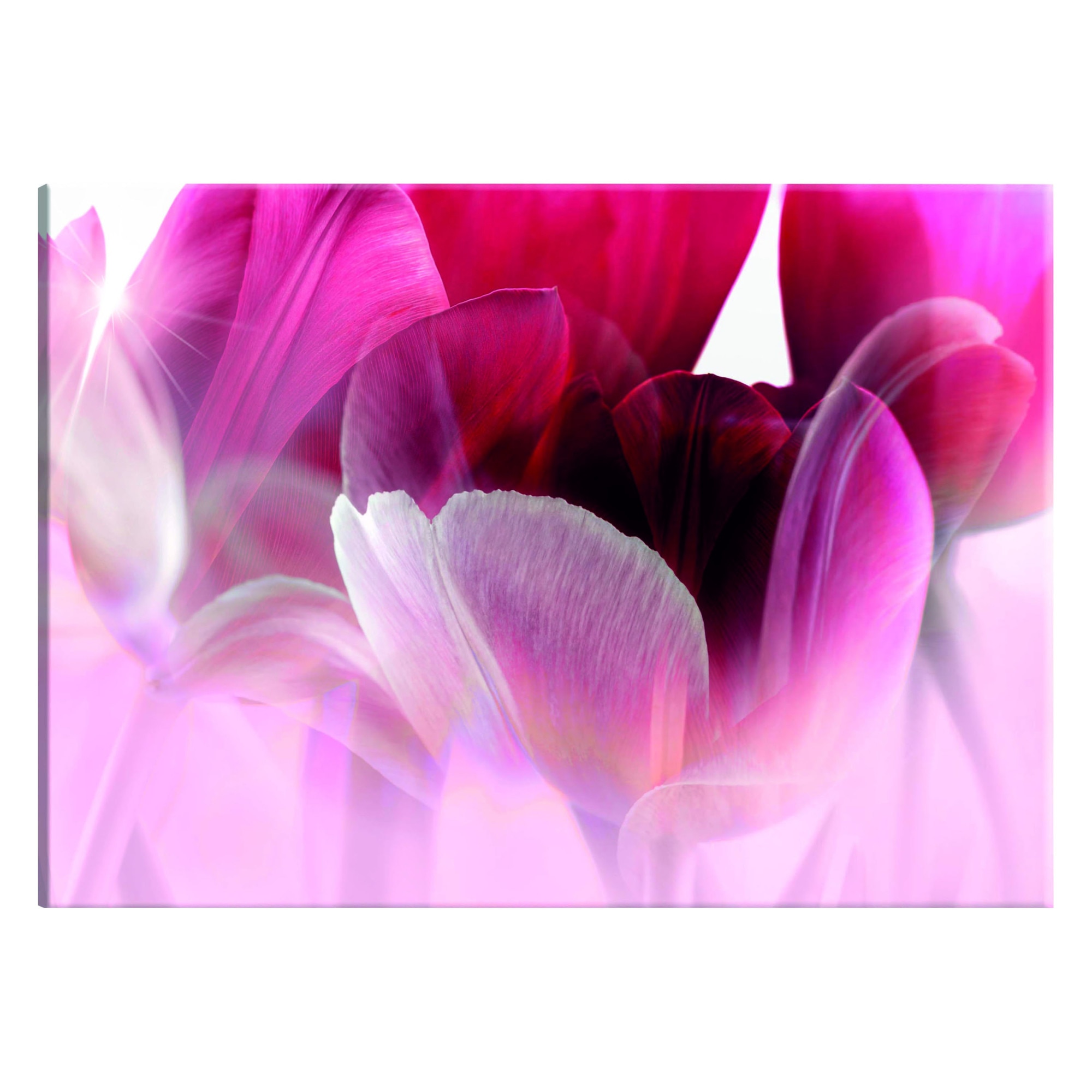 Tablou canvas - Natura lalele roz - 90 x 60 cm