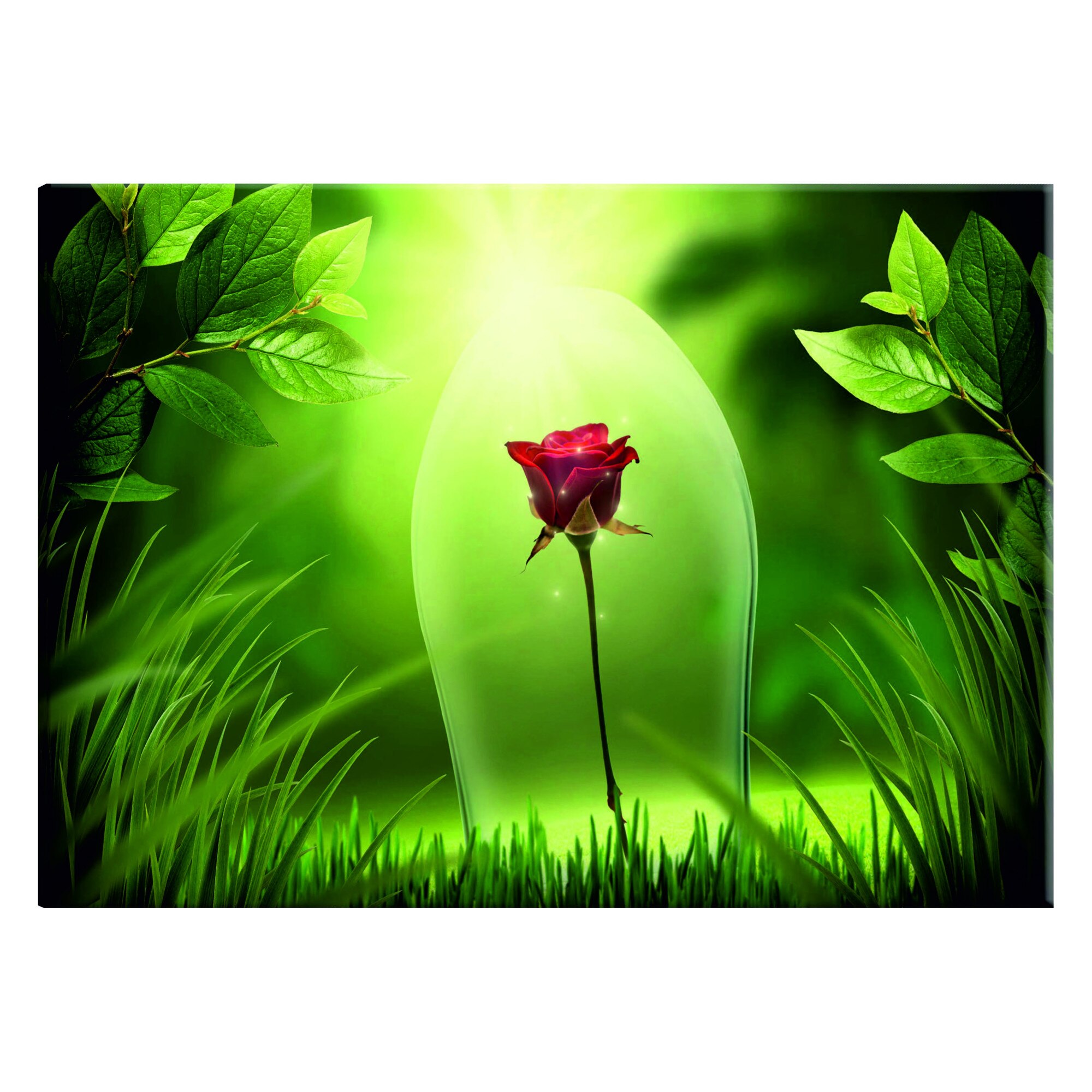 Tablou canvas - Trandafir magic - 90 x 60 cm
