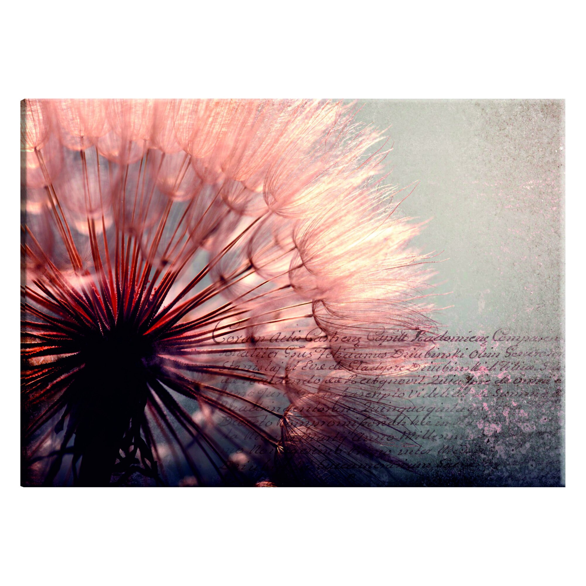 Tablou canvas - Blandete roz - 90 x 60 cm