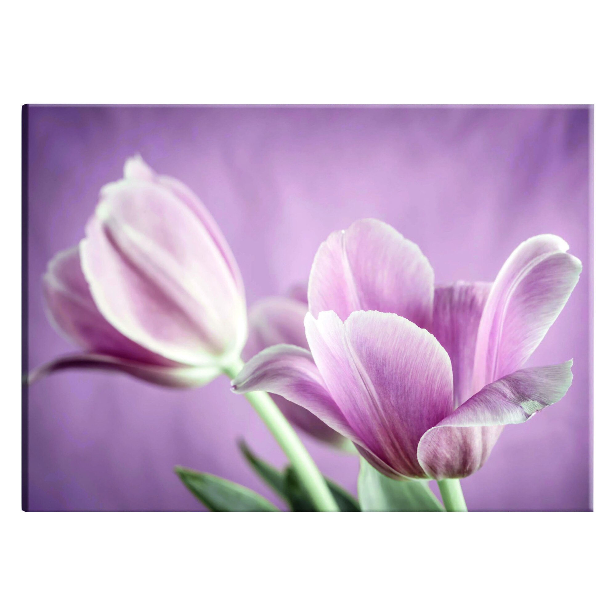 Tablou canvas - Lalele romantice - 60 x 40 cm