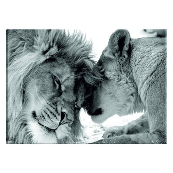 Tablou canvas - Iubirea leului - 60 x 40 cm