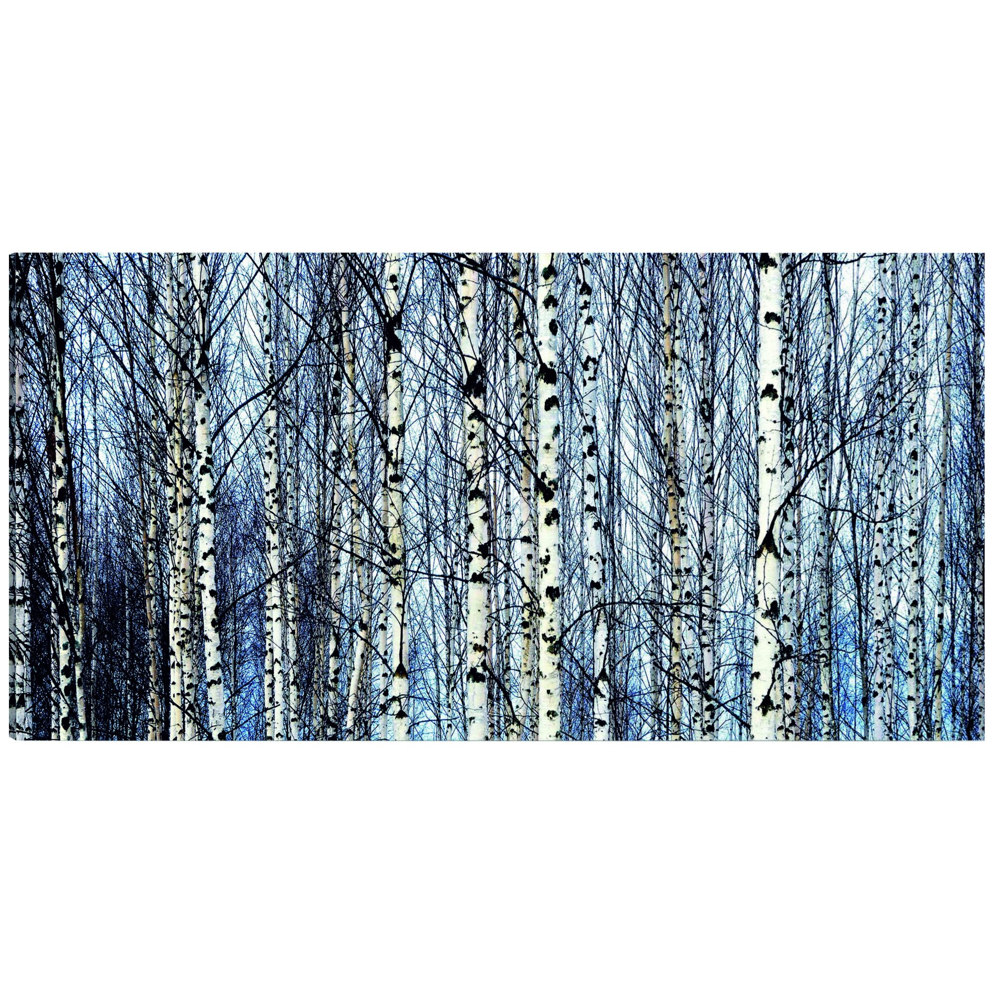 Tablou canvas - Mesteacan alb - 135 x 45 cm