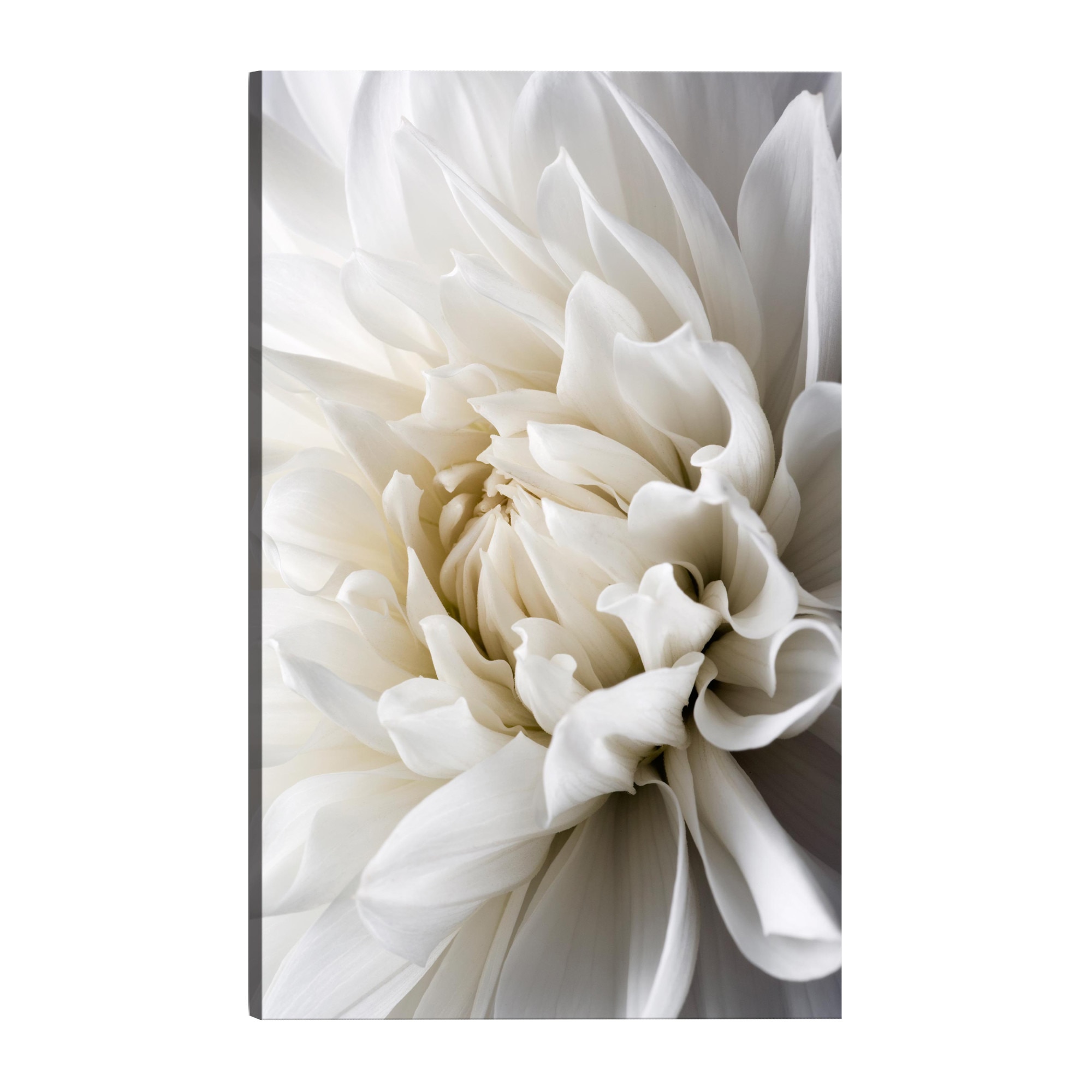 Tablou canvas - Dalia alba - 40 x 60 cm