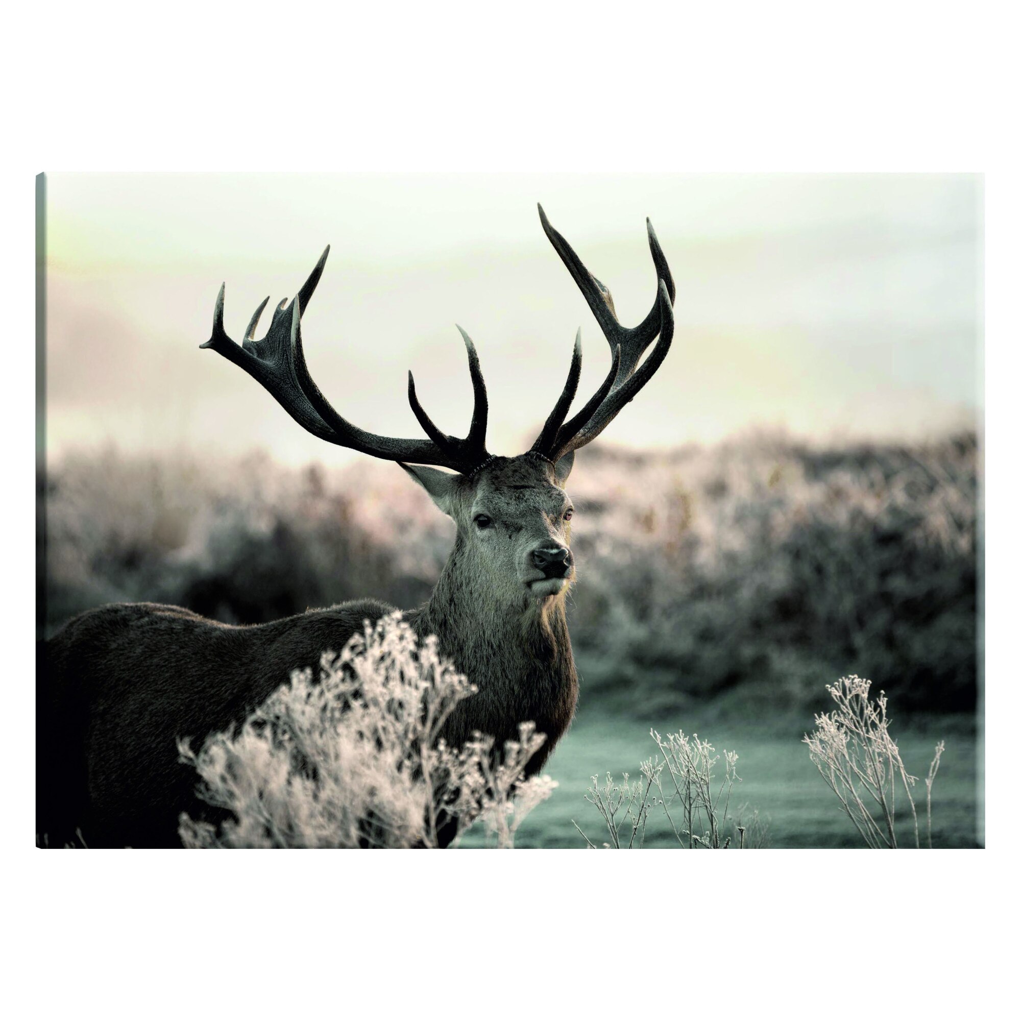 Tablou canvas - Coarne puternice - 120 x 80 cm