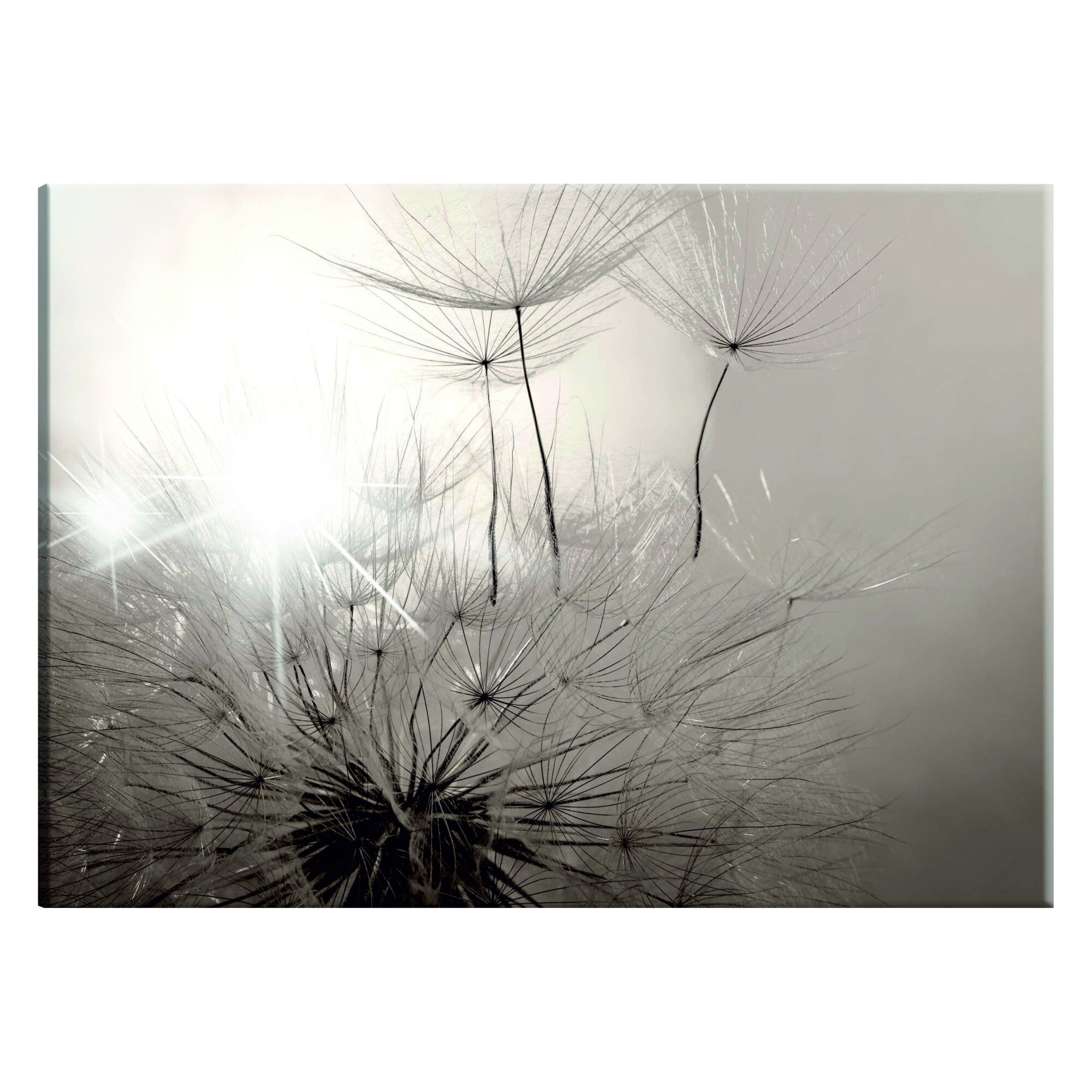 Tablou canvas - Frumoasa vara papadie - 90 x 60 cm