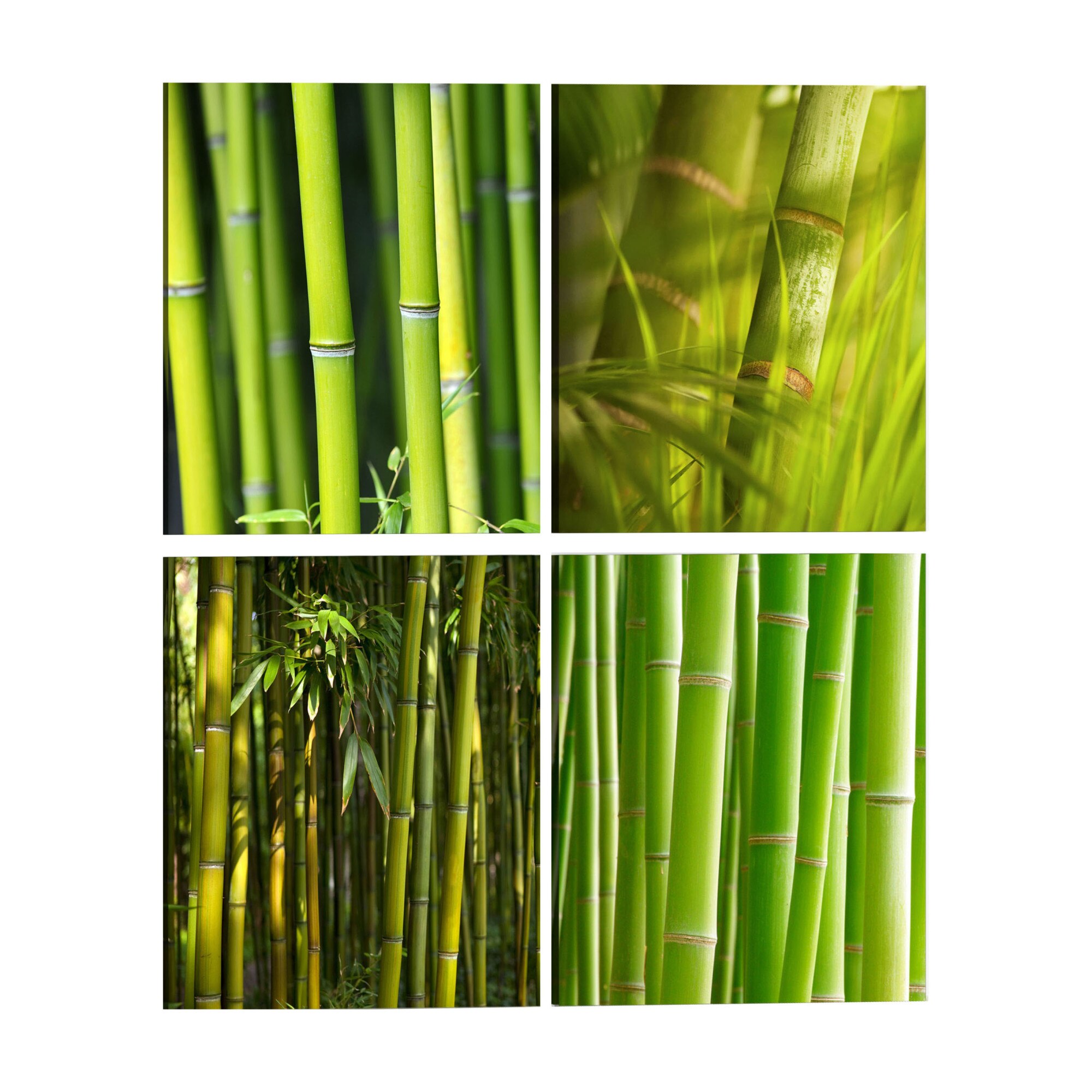 Tablou canvas 4 piese - Bambus - 90 x 90 cm