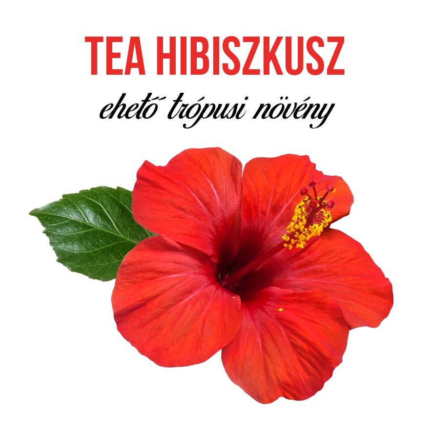 hibiszkusz zsírégetés)