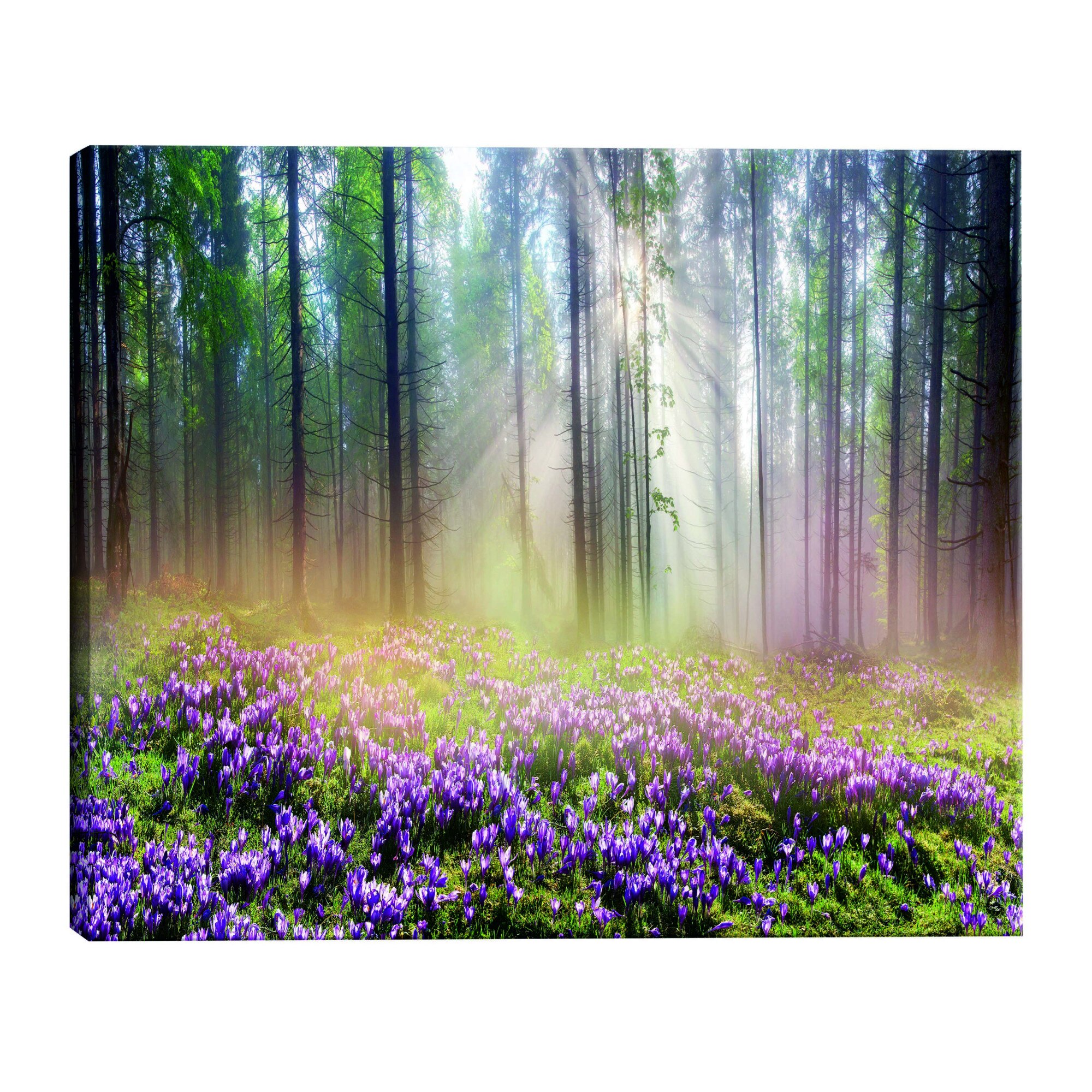 Tablou canvas - Purpurica Lunca Larga - 120 x 60 cm