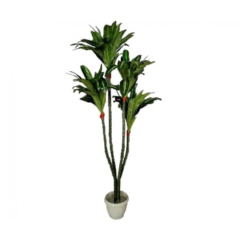Dracaena cu 4 tulpini, Baron, Verde/Galben, 180cm Dracaena cu 4 tulpini, Baron, Verde/Galben, 180cm