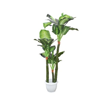 Diffenbachia mare, Baron, Verde, 130cm Diffenbachia mare, Baron, Verde, 130cm