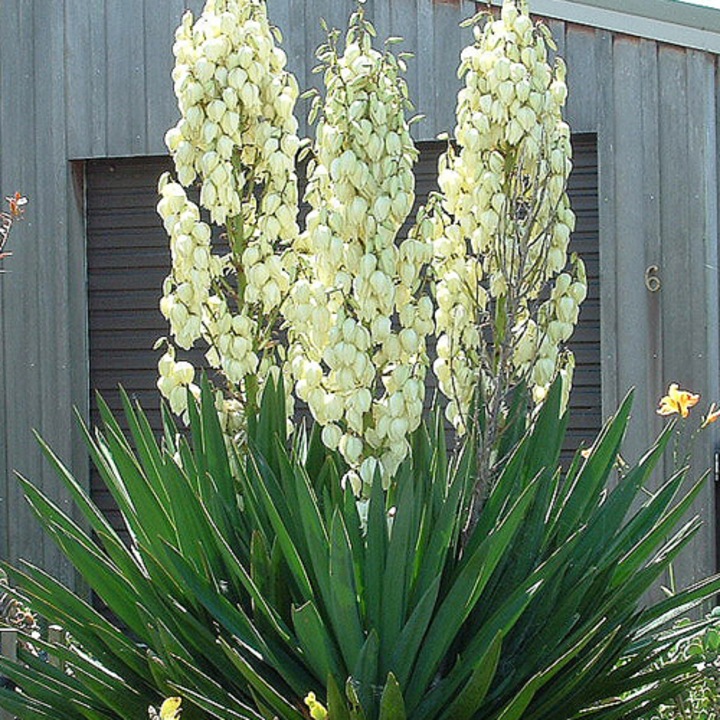 Yucca filamentosa - Yuca de gradina 15-35 - eMAG.ro