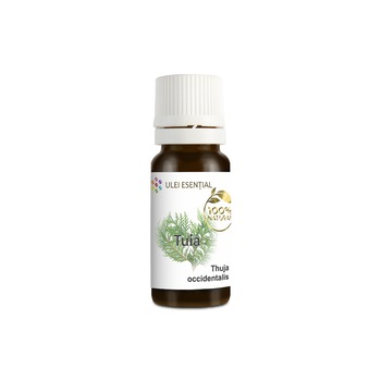 Ulei esential natural de tuia (Thuja occidentalis), FlorEsential, 10ml Ulei esential natural de tuia (Thuja occidentalis), FlorEsential, 10ml