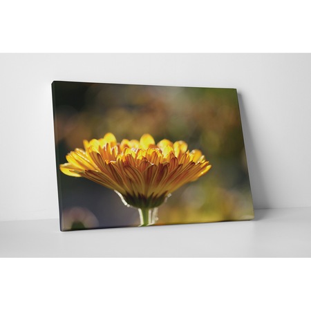 Картини върху канава 4Decor - Гербер - 45x60 см
