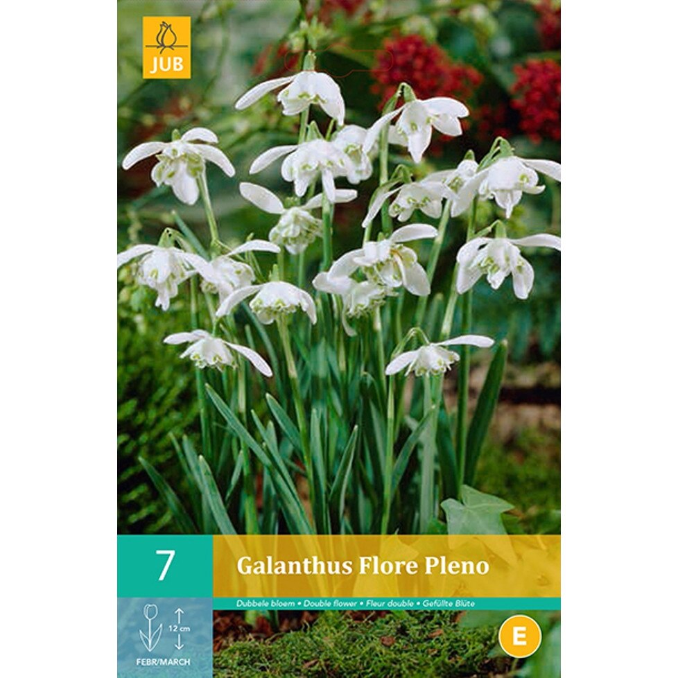 Ghiocei Galanthus Flore Pleno, Holland, bulbi 7 buc