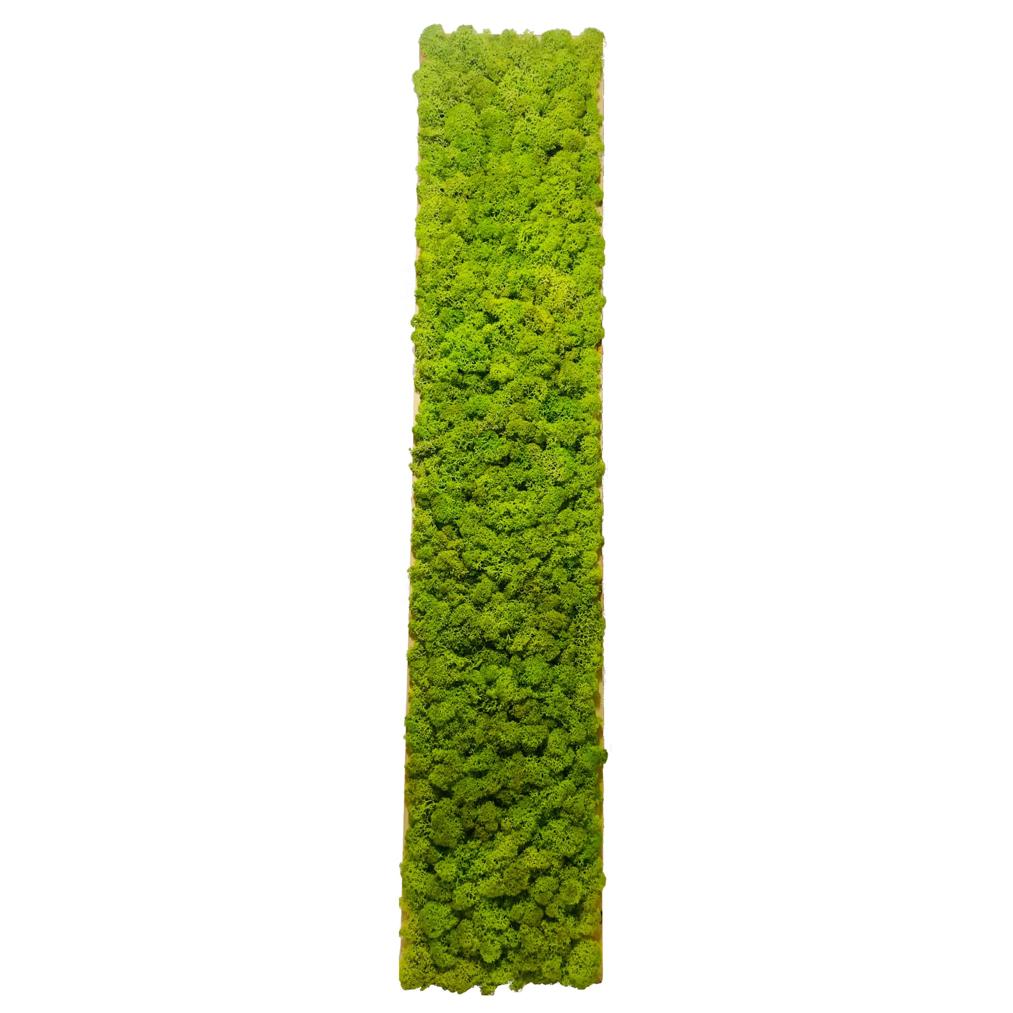 unit Establish heavy Tablou Licheni decorativi verde lime, ArtaVerde, 80x20cm, rama lemn culoare  natur - eMAG.ro