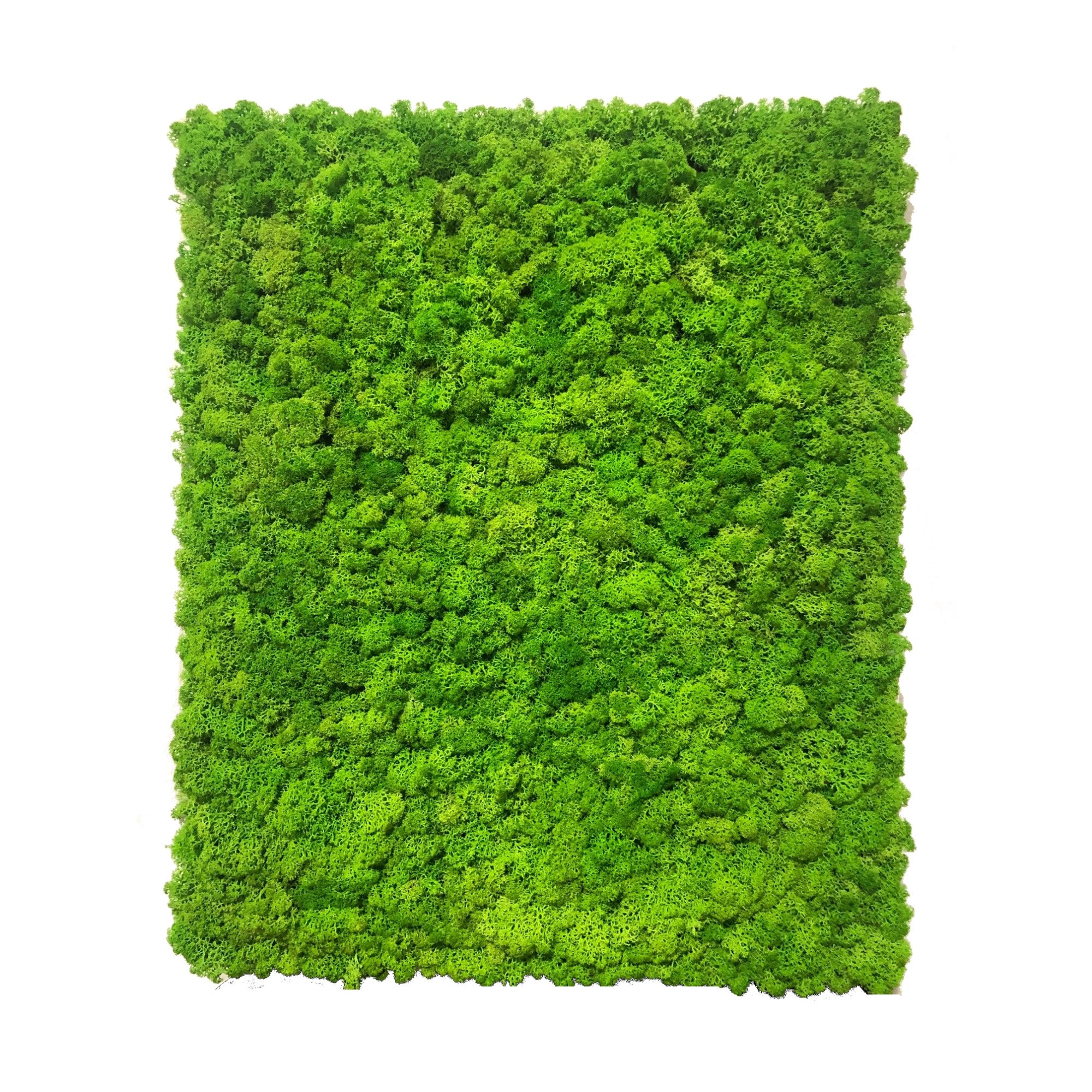 Tablou Licheni decorativi , ArtaVerde, 53x63cm, verde primavara