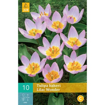 Lalele pitice Bakeri Lilac Wonder, Holland, Bulbi 10 buc Lalele pitice Bakeri Lilac Wonder, Holland, Bulbi 10 buc