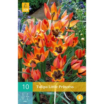 Lalele pitice Little Princess, Holland, Bulbi 10 buc Lalele pitice Little Princess, Holland, Bulbi 10 buc