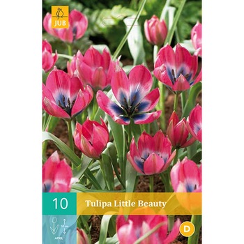 Lalele pitice Little Beauty, Holland, Bulbi 10 buc Lalele pitice Little Beauty, Holland, Bulbi 10 buc
