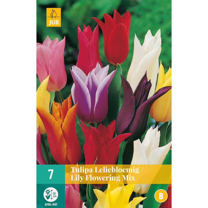 Lalele Lily Flowering Mix, Holland, Bulbi 7 buc