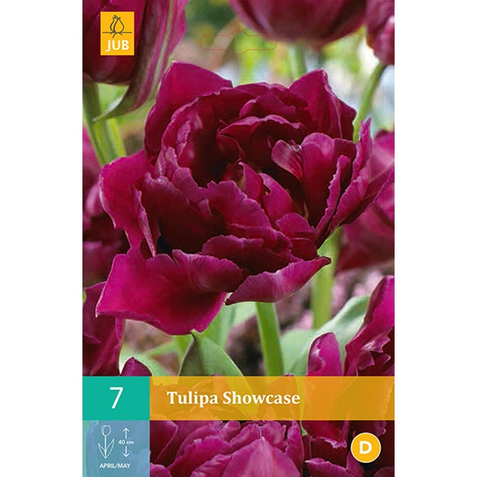 Lalele Mov Showcase, Holland, Bulbi 7 buc