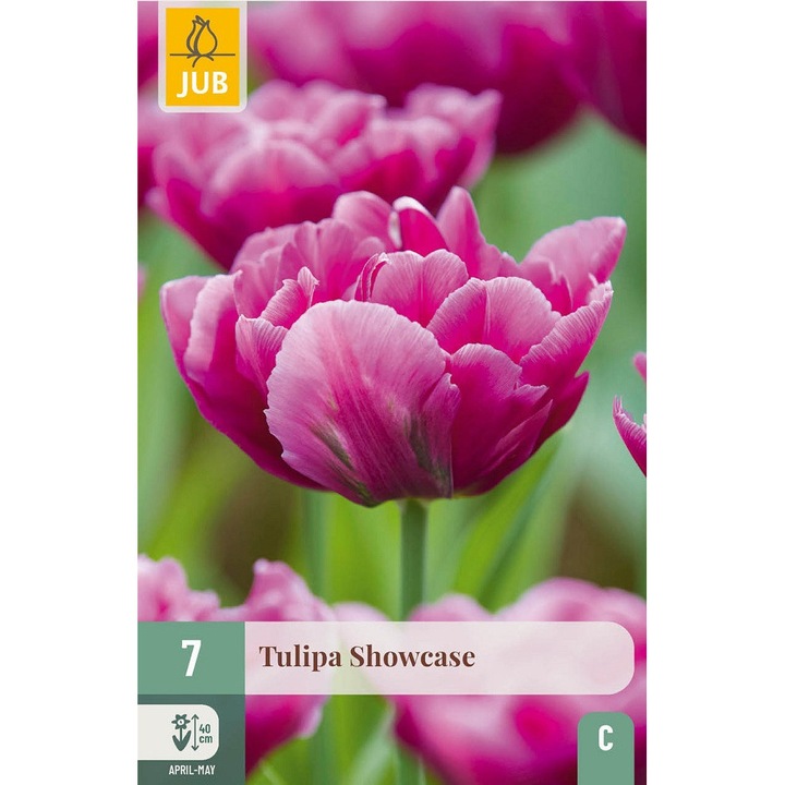 Lalele Mov Showcase, Holland, Bulbi 7 buc