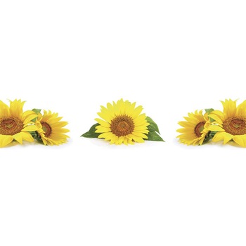 Panou DEGRETS 91581 Floarea soarelui 3, 61 cm x 2.80 m x 6 mm Panou DEGRETS 91581 Floarea soarelui 3, 61 cm x 2.80 m x 6 mm
