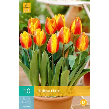 Lalele Flair, Holland, Bulbi 10 buc Lalele Flair, Holland, Bulbi 10 buc
