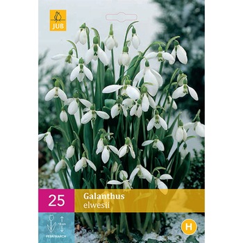Bulbi Ghiocei Albi, Holland, 25 buc Bulbi Ghiocei Albi, Holland, 25 buc