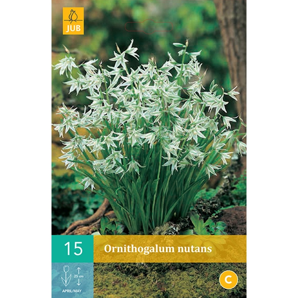 Ornithogalum Alb, Holland, Bulbi 15 buc