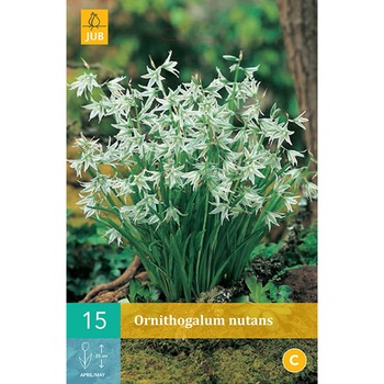 Ornithogalum Alb, Holland, Bulbi 15 buc Ornithogalum Alb, Holland, Bulbi 15 buc