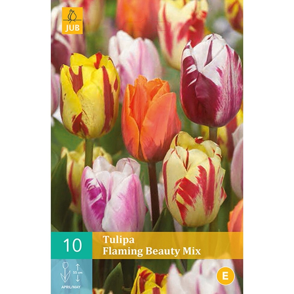 Lalele Flaming Beauty Mix, Holland, Bulbi 10 buc