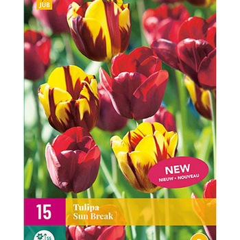 Lalele Sun Break, Holland, Bulbi 15 buc Lalele Sun Break, Holland, Bulbi 15 buc