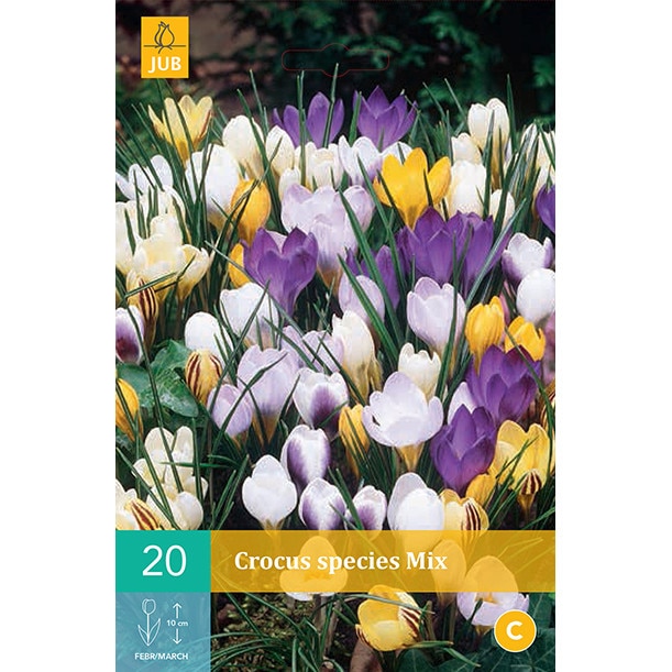 Crocus Species Mix, Holland, Bulbi 20 buc