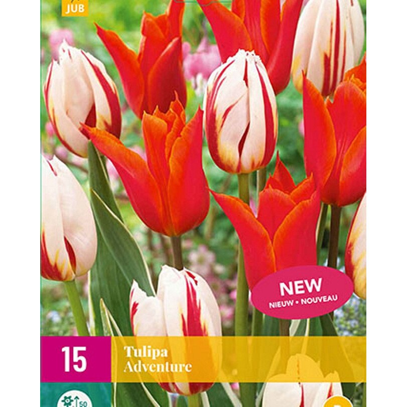 Lalele Adventure, Holland, Bulbi 15 buc