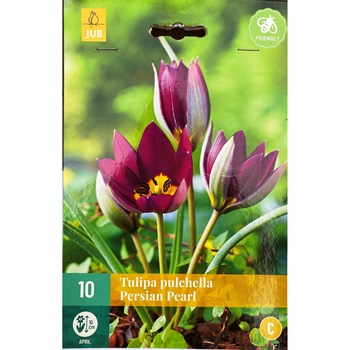 Lalele pitice Persian Pearl, Holland, Bulbi 10 buc Lalele pitice Persian Pearl, Holland, Bulbi 10 buc