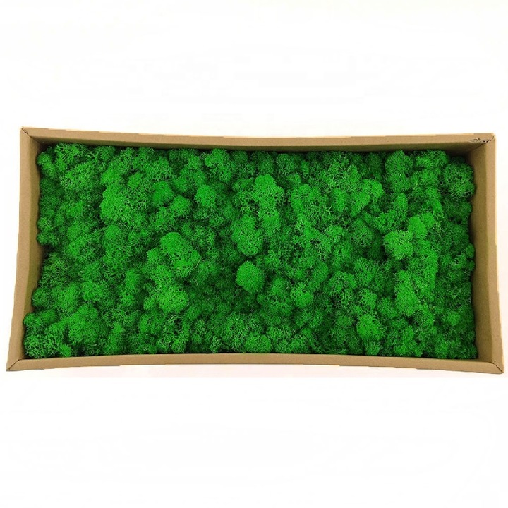 Licheni stabilizati ARTFLORA Green Grass cutie 500g